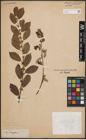 Foto von Salix cinerea L. x Salix nigricans Sm.